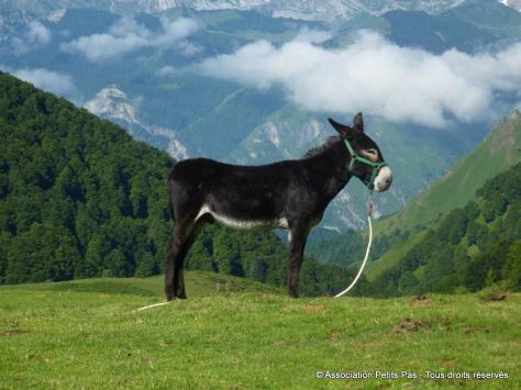 Association Petits Pas