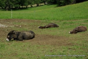 Association Petits Pas