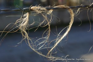 Association Petits Pas